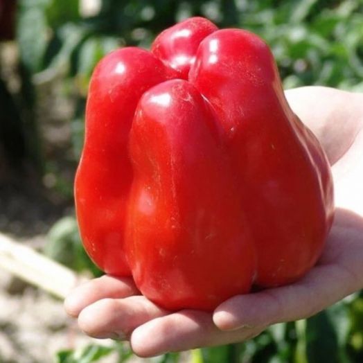 Перец сладкий Гранова, 50шт семян