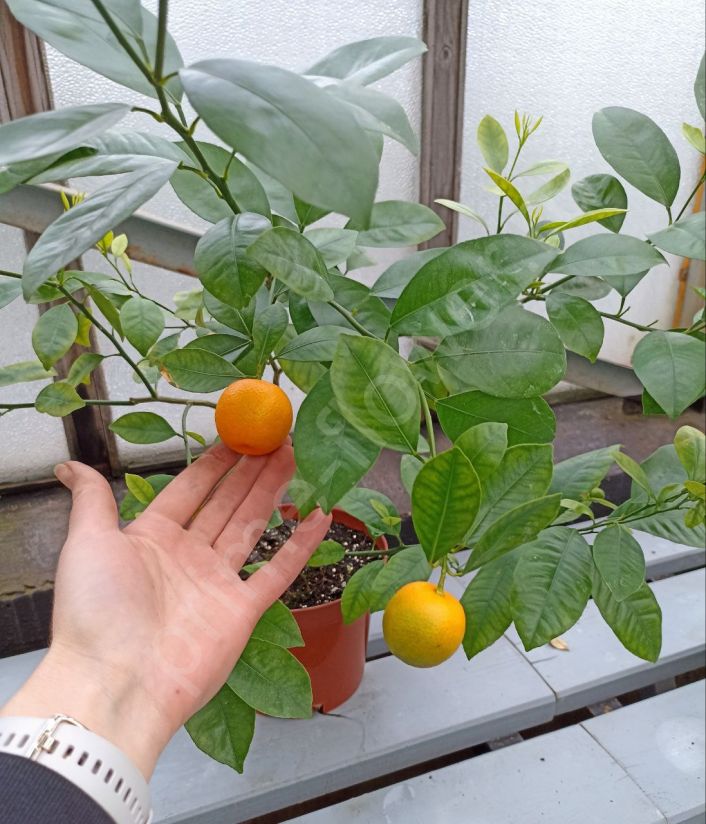 Каламондин "Цитрофортунелла" (С ПЛОДАМИ)