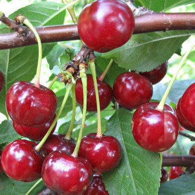 ДЮК Превосходная Веньяминова