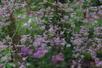 Василистник Делавая / Thalictrum delavayi