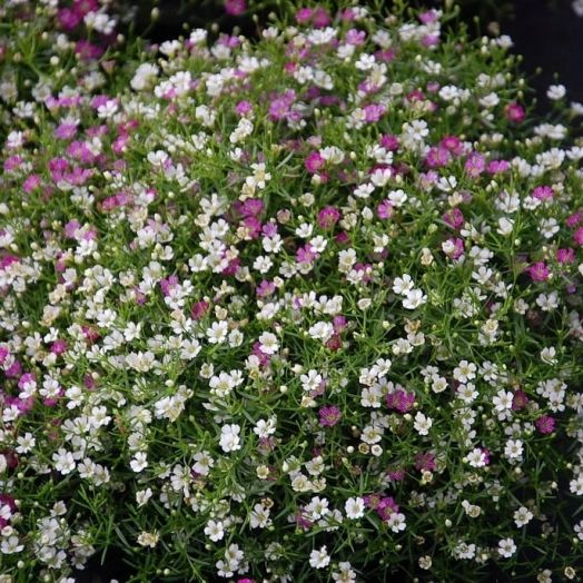 Гипсофила изящная (Gypsophila elegans) Mix, 1г семян