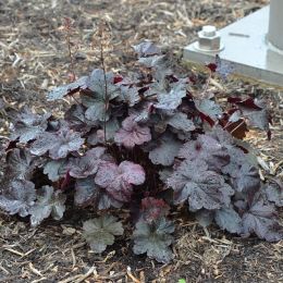 Гейхера Обсидиан (Heuchera Obsidian)