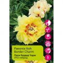 Пион ИТО-гибрид Бордер Чарм 1шт /Paeonia Itoh Border Charm