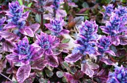 Живучка (Аюга) ползучая Бургунди Глоу (Ajuga reptans Burgundy Glow)