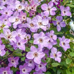 Клематис Монинг Скай (Clematis Morning Sky)