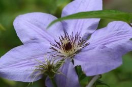 Клематис Монинг Скай (Clematis Morning Sky)