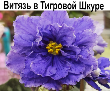 Витязь в Тигровой Шкуре (С. Фарбитник)