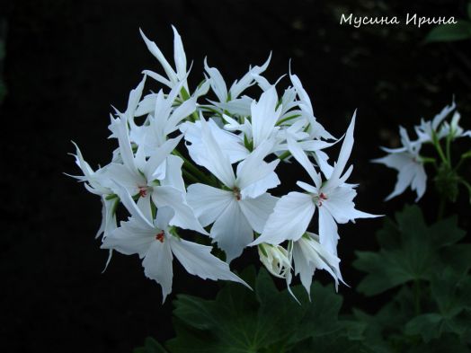 Pelfi Graffiti White № 1317