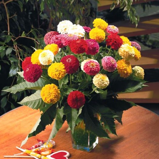 Цинния изящная (Zinnia elegans) Oklahoma Mix, 50 семян