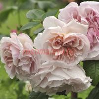 Геркулес (Herkules)