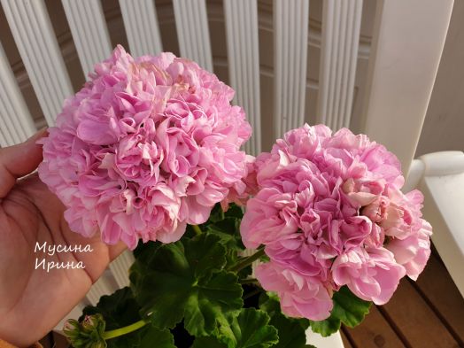 Шёлк Мираж № 2465