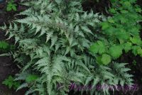 Кочедыжник японский 'Пиктум' / Athyrium niponicum 'Pictum'