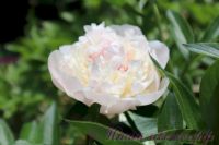 Пион травянистый 'Мазерс Чойс' / Paeonia 'Mothers Choice'