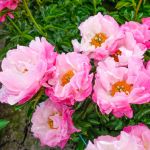 Pink Choice