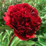 Red Grace