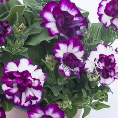 ПЕТУНИЯ TUMBELINA COMPACT NICOLA