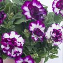 ПЕТУНИЯ TUMBELINA COMPACT NICOLA