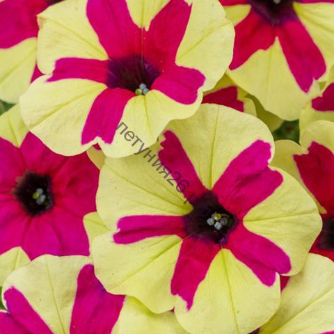 ПЕТУНИЯ BIG DEAL FINGERPAINT