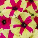 ПЕТУНИЯ BIG DEAL FINGERPAINT