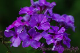 Флокс 'Фаворит' / Phlox 'Favorit'