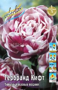Тюльпан	Гербранд Кифт (Tulipa Gerbrand Kieft), ГУСТОМАХРОВЫЙ, 11/12, 1 шт