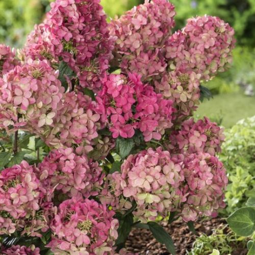 Гортензия Петит Стар (Маленькая звезда) метельчатая Petite Star