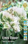 Tyulpan-Super-Perrot-Tulipa-Super-Parrot-POPUGAJNYJ-11-12-1-sht