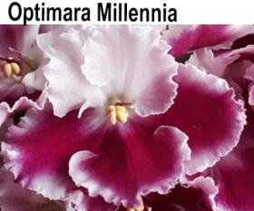 Optimara Millennium