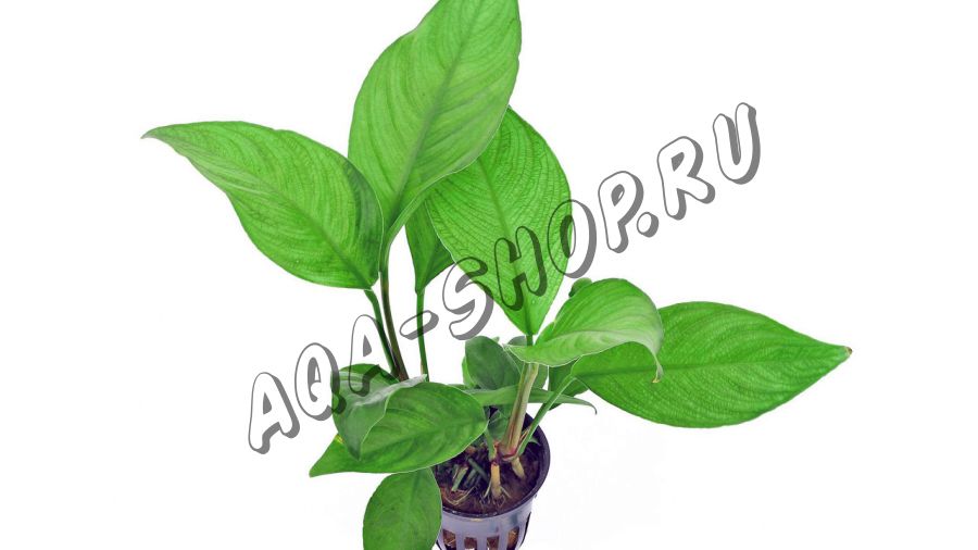 Анубиас Разнолистный (Anubias heterophylla)