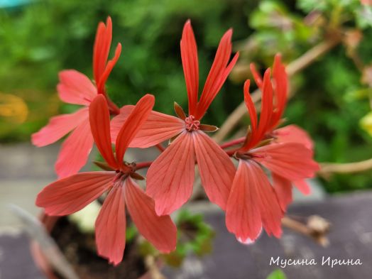 Richard Collins № 1319