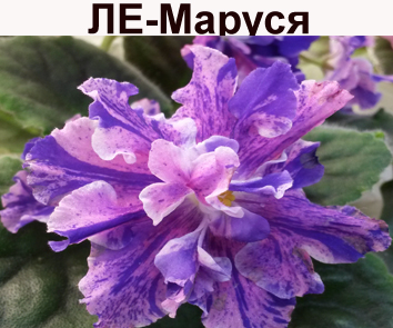 ЛЕ-Маруся (Лебецкая)