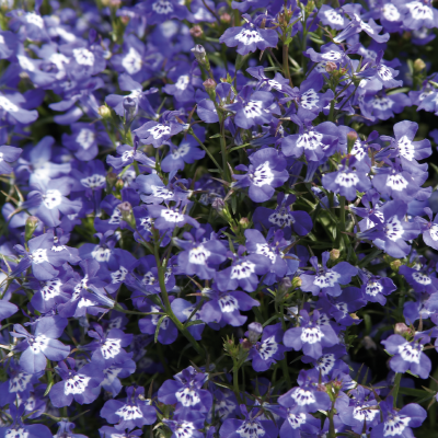 Лобелия еринус (Lobelia erinus) Palace Blue with Eye, 100 мультидраже