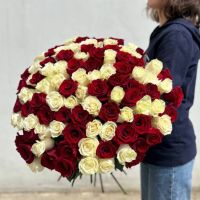 101 белая и красная роза Эквадор в ленте
