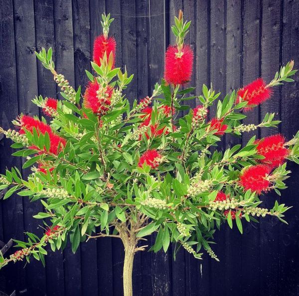 Каллистемон