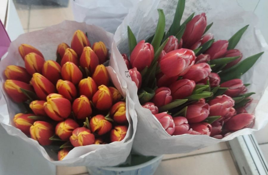 Тюльпаны (от 11 шт)