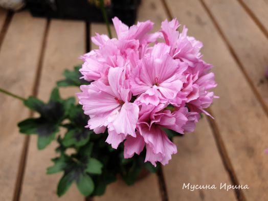 Rushmoor Bondi Blue № 1306