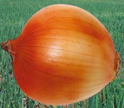 Лук репчатый озимый Арктик, 5г семян