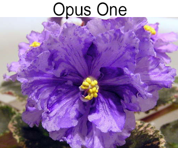 Opus One (J. Brownlie)