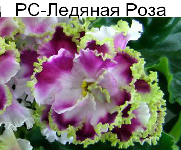 РС-Ледяная Роза (Репкина)