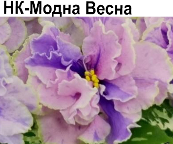 НК-Модна Весна (Козак) НОВИНКА