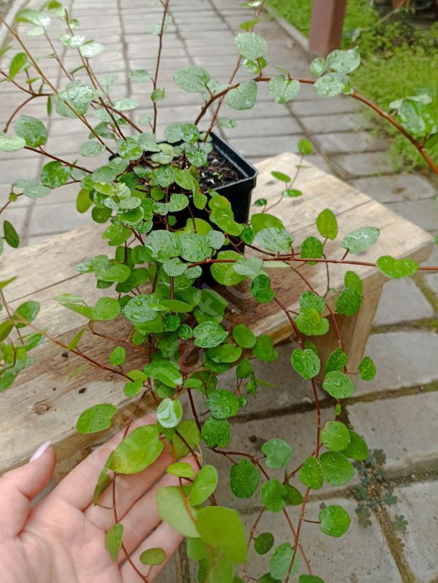 Мюленбекия "Muehlenbeckia complexa"