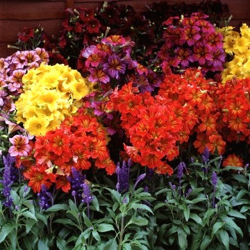 Сальпиглосис выямчатый (Salpiglossis sinuata) Royale Mix, 50 драже