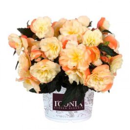 Бегония ампельная I'CONIA Aroma Peach