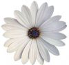 Остеоспермум FlowerPower White'22