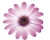 Остеоспермум FlowerPower Light Pink