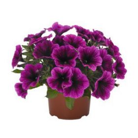 Петуния Sweetunia® Purple Gem 2025