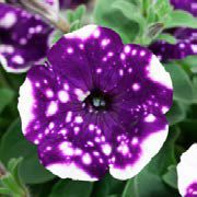 Петуния  AlpeTunia GlacierSky