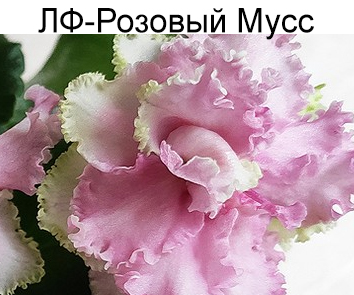 ЛФ-Розовый Мусс (Федосеева)