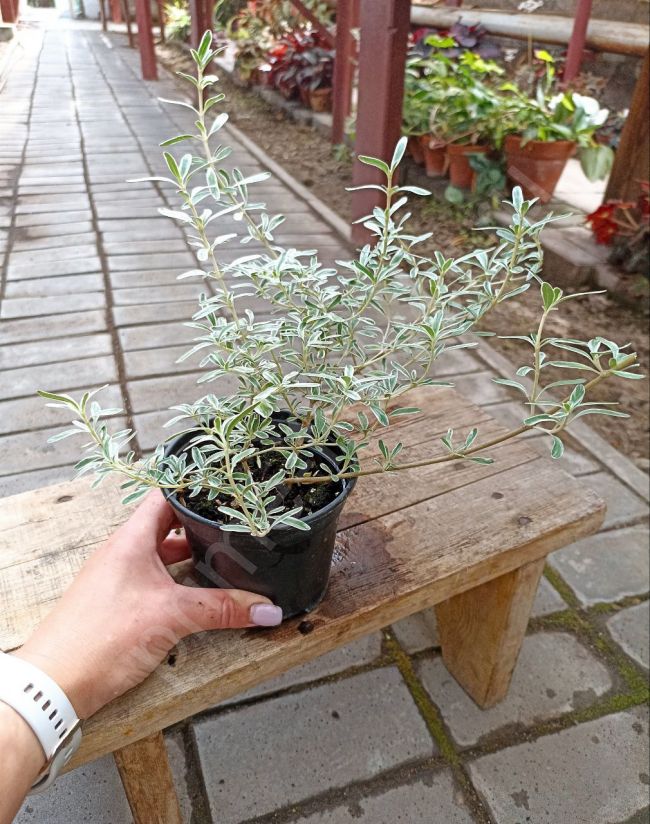 Копросма Кирки Вариегата "Кофейная ягода"