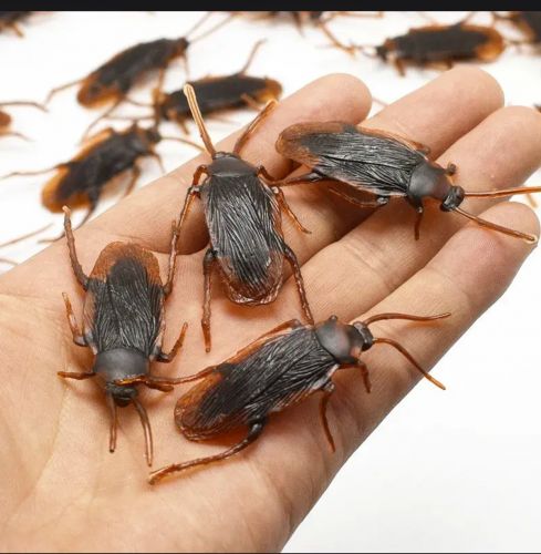 Таракан. 1 шт